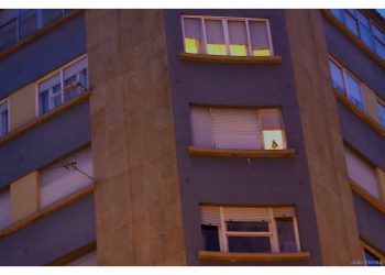 Una gaviota de confianza