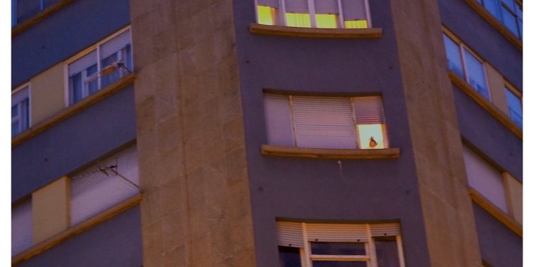 Una gaviota de confianza