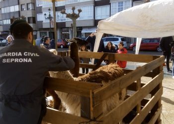 El Seprona inspecciona los animales expuestos en la Arribada sin detectar irregularidades