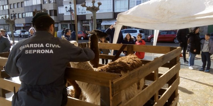 El Seprona inspecciona los animales expuestos en la Arribada sin detectar irregularidades