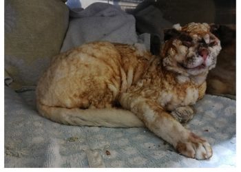 Ofrecen 1.000 euros de recompensa por el culpable de quemar a un gato en Baiona