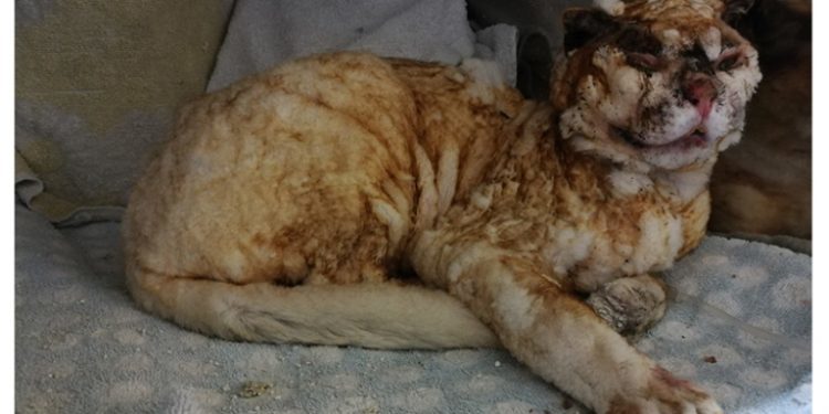 Ofrecen 1.000 euros de recompensa por el culpable de quemar a un gato en Baiona