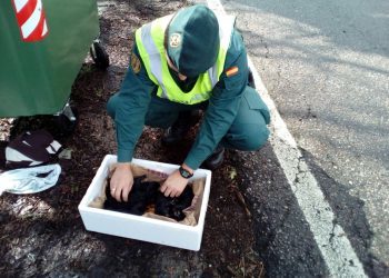 El Seprona rescata y reanima a cinco perros recién nacidos arrojados a la basura en Pazos