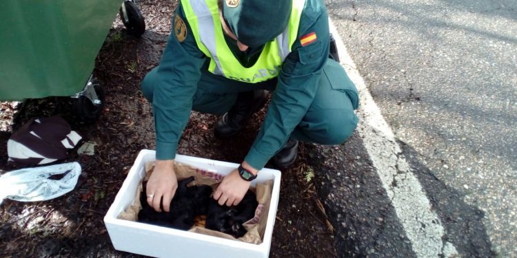 El Seprona rescata y reanima a cinco perros recién nacidos arrojados a la basura en Pazos
