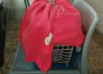 Olaf, el gato quemado vivo en Baiona, tendrá que ser asistido en Valencia