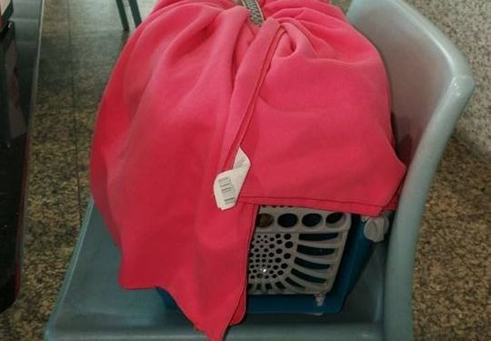 Olaf, el gato quemado vivo en Baiona, tendrá que ser asistido en Valencia