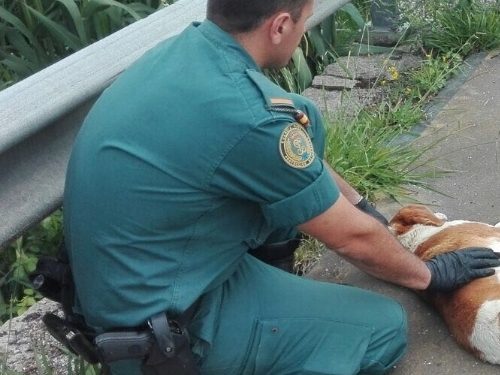 Investigan a un hombre en Mondariz por matar al perro de un vecino de un perdigonazo