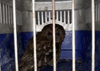 Retiran un puesto con animales de granja en la Brincadeira