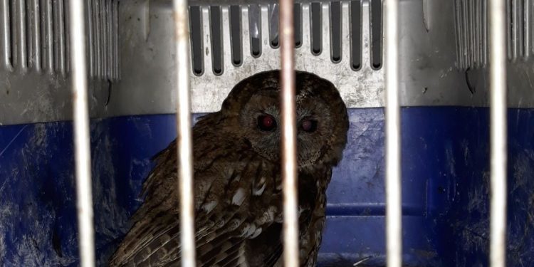 Retiran un puesto con animales de granja en la Brincadeira