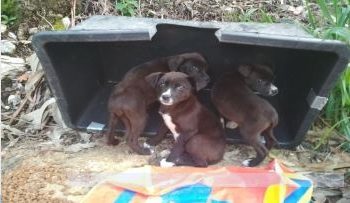 Rescatan a diez perros que vivían en medio de la basura en unos terrenos abandonados