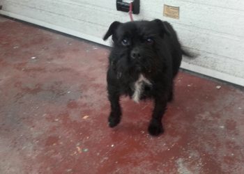 Rescatan a dos perros que vivían en condiciones “deplorables” en la calle Aragón