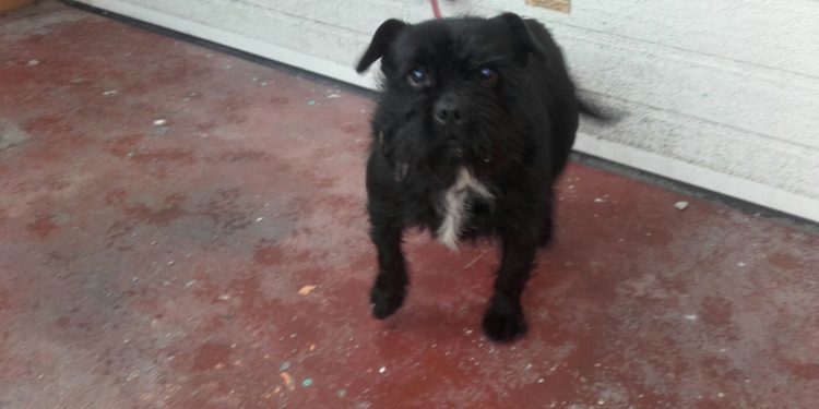 Rescatan a dos perros que vivían en condiciones “deplorables” en la calle Aragón