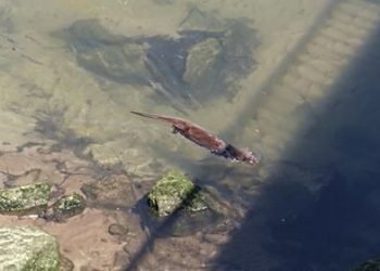 Playa y chapuzón de una nutria en Vigo