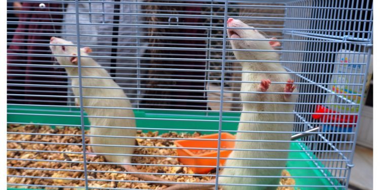 Ratas de confianza