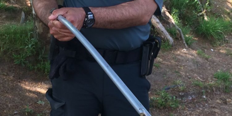 Retiran una serpiente de un colegio de Tui