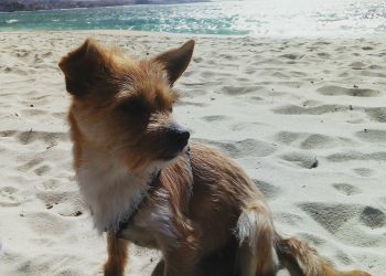 28 de mayo, día del perro sin raza