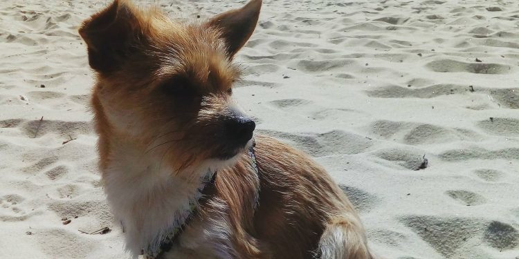 28 de mayo, día del perro sin raza