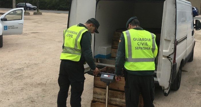 Incautada en Tomiño una partida de 150 kilos de erizo de mar sin documentar