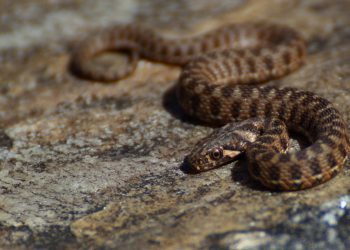 Encuentran una serpiente parecida a una víbora en una casa de Vigo