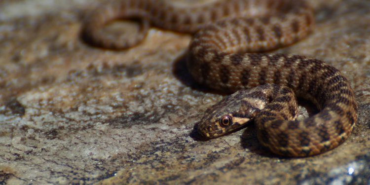 Encuentran una serpiente parecida a una víbora en una casa de Vigo