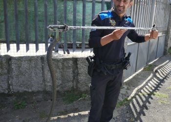La policía retira una serpiente de una finca de Castrelos
