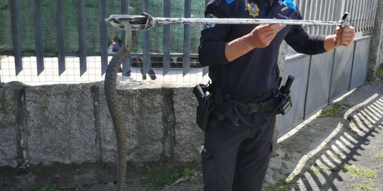 La policía retira una serpiente de una finca de Castrelos