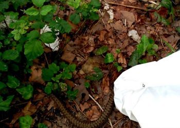 Aparece una serpiente en el patio de una vivienda de Alcabre