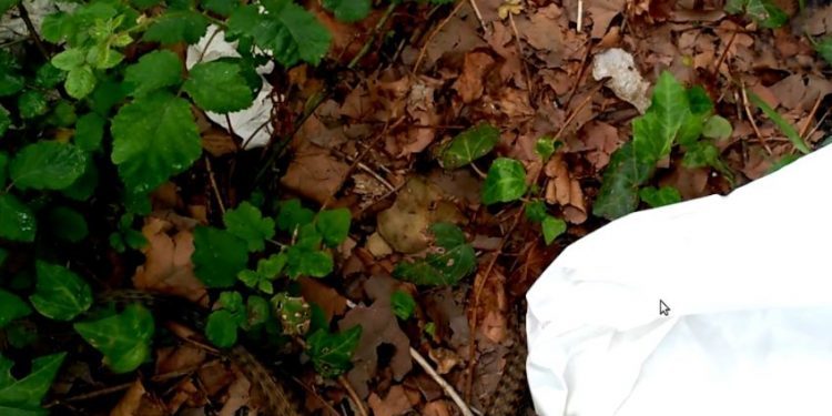 Aparece una serpiente en el patio de una vivienda de Alcabre