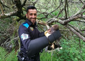 Liberan a un águila del aeropuerto que se había quedado atrapada en una cuerda