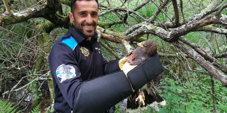 Liberan a un águila del aeropuerto que se había quedado atrapada en una cuerda