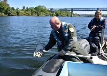 O proxecto transfronteirizo Migramiño solta 6.000 esguíns de salmóns en Tui