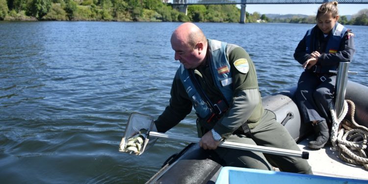 O proxecto transfronteirizo Migramiño solta 6.000 esguíns de salmóns en Tui