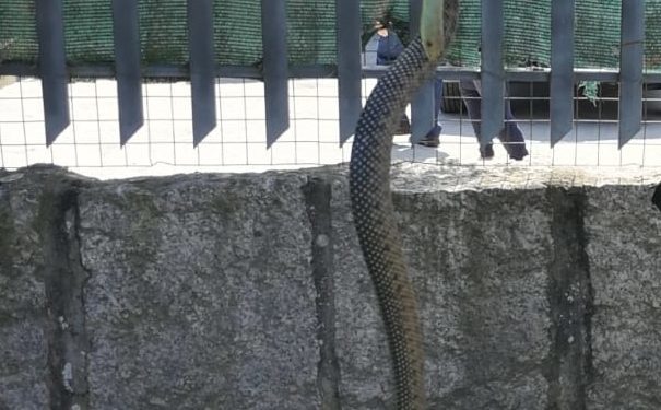 Encuentran una serpiente de un metro en la cocina de una casa de Matamá