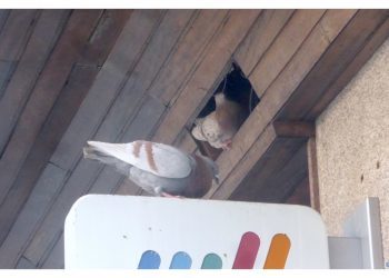 El refugio de las palomas