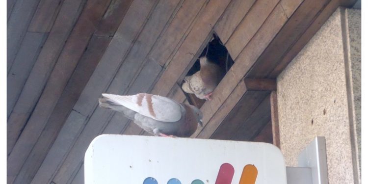 El refugio de las palomas