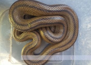 Aparece una serpiente de 80 centímetros en el horno de una casa de Vigo