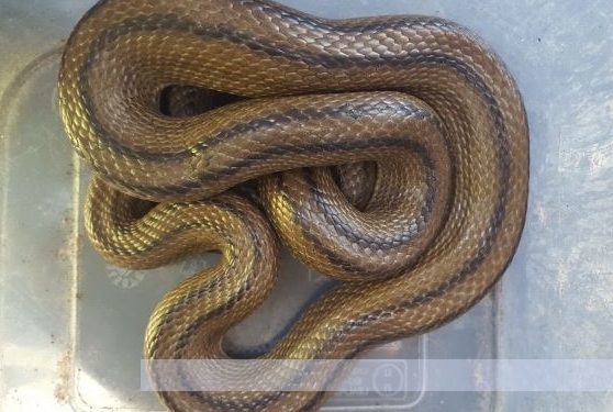 Aparece una serpiente de 80 centímetros en el horno de una casa de Vigo