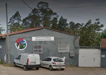 Llevan a la protectora a un pitbull sin microchip que se encontraba suelto