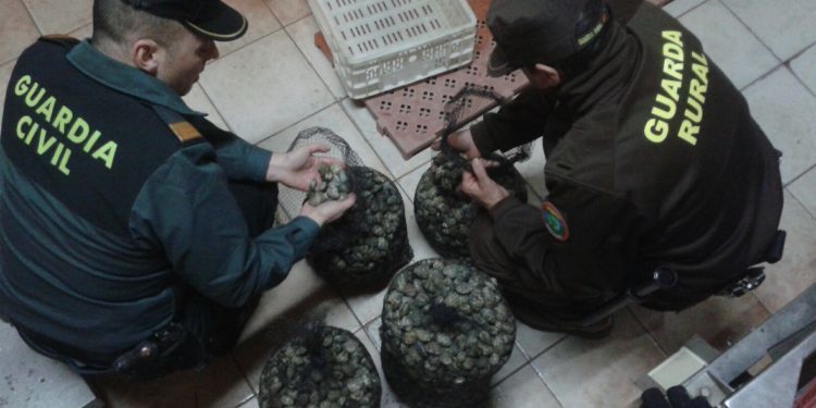 Interceptados cuatro furtivos con 80 kilos de almejas