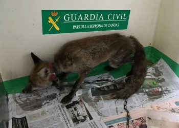 Denuncian a un vecino de Cangas por cazar un zorro y tenerlo vivo en cautividad