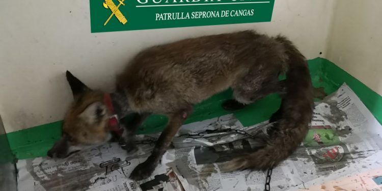 Denuncian a un vecino de Cangas por cazar un zorro y tenerlo vivo en cautividad