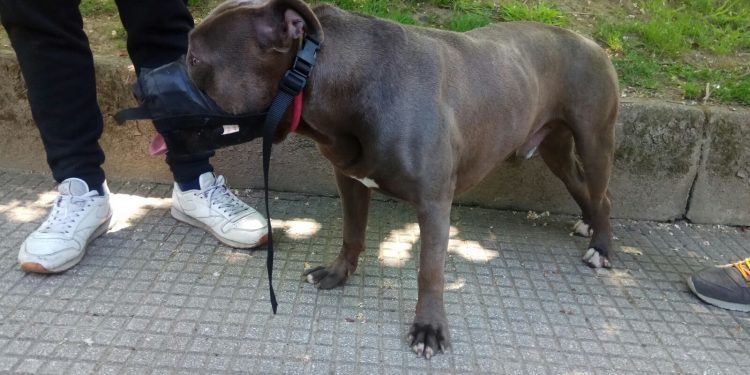Denuncian a la dueña de un perro peligroso que estaba suelto y sin bozal en un parque