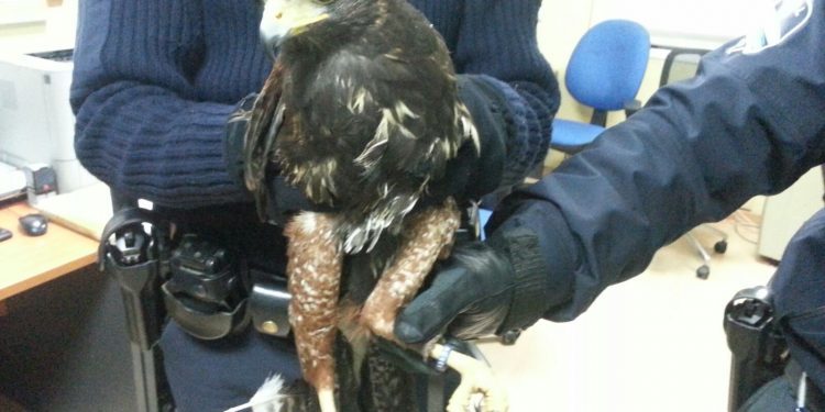 Encuentran un águila de Harris en una finca de la avenida de Madrid