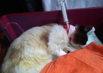 Acribillan a balinazos a un gato en Gondomar