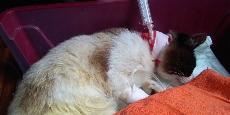 Acribillan a balinazos a un gato en Gondomar