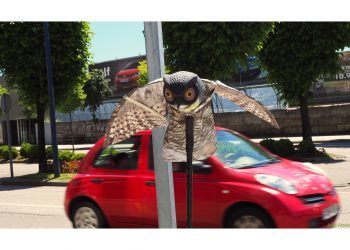 Para espantar a los pájaros