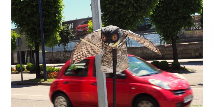 Para espantar a los pájaros
