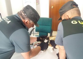 Un vecino de Gondomar, acusado del ataque a balinazos contra un gato de la localidad