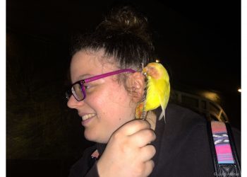 El inseparable agaporni Pichí