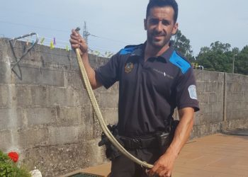Capturan dos serpientes en dos casas de Vigo, una de ellas de más de un metro de longitud
